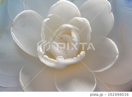 八重の白椿の幻想的な花（水盤に浮かべた） 102898016