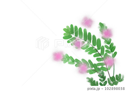 含羞草（オジギソウ）の花カード3 102898038