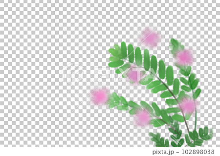 含羞草（オジギソウ）の花カード3 102898038