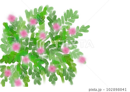 含羞草(オジギソウ)の花カード1 含羞草(オジギソウ)の花カード1 102898041