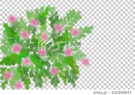 含羞草(オジギソウ)の花カード1 含羞草(オジギソウ)の花カード1 102898041