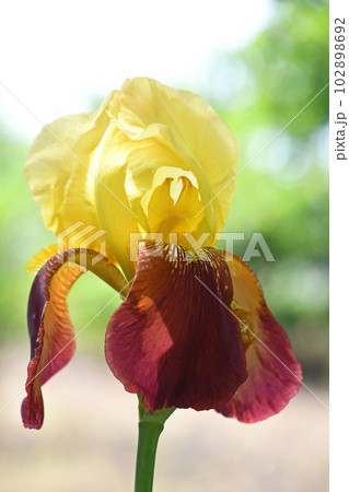 ジャーマンアイリス（ドイツアヤメ） 102898692