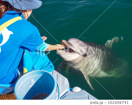 エサを食べる香川県さぬき市 日本ドルフィンセンターのイルカ エサを食べる香川県さぬき市 日本ドルフィンセンターのイルカ 102898741