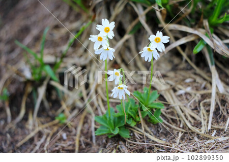 月山の登山道脇に咲くヒナザクラの花 月山の登山道脇に咲くヒナザクラの花 102899350