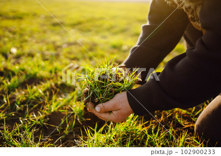 Farmer hand touches green leaves of young wheat in the field. Green Young wheat seedlings in hands. 102900233