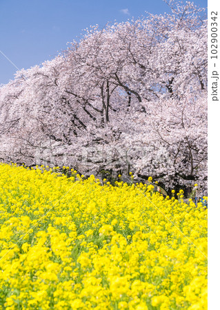 《埼玉県》熊谷桜堤・満開の桜と菜の花 102900342