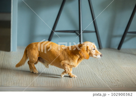 室内犬 ペット 室内犬 ペット 102900362