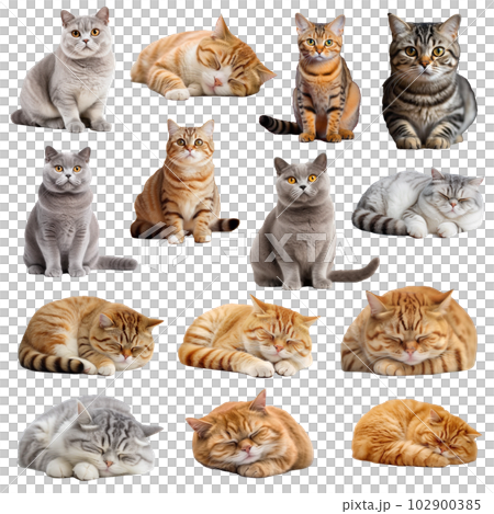 cat, pussy, animal 102900385