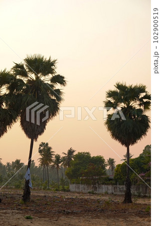 Palms tree sunset background chill asia view  102900519