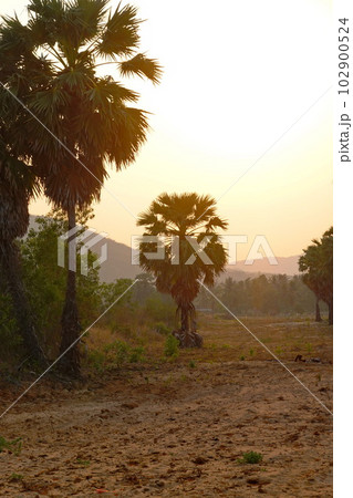 Palms tree sunset background chill asia view  102900524