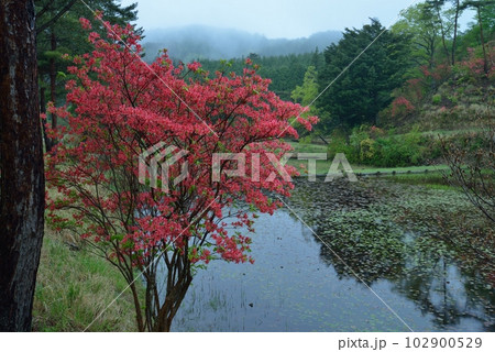 黒沢湿原のオンツツジ10（徳島県三好市池田町漆川） 102900529