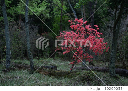 黒沢湿原のオンツツジ14（徳島県三好市池田町漆川） 102900534