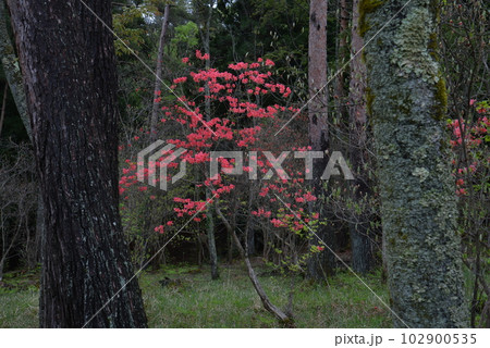 黒沢湿原のオンツツジ15(徳島県三好市池田町漆川) 黒沢湿原のオンツツジ15(徳島県三好市池田町漆川) 102900535