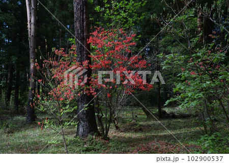 黒沢湿原のオンツツジ17（徳島県三好市池田町漆川） 102900537