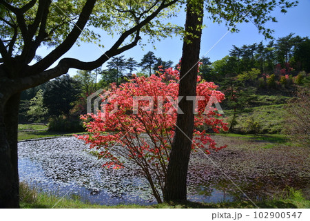 黒沢湿原のオンツツジ22(徳島県三好市池田町漆川) 黒沢湿原のオンツツジ22(徳島県三好市池田町漆川) 102900547