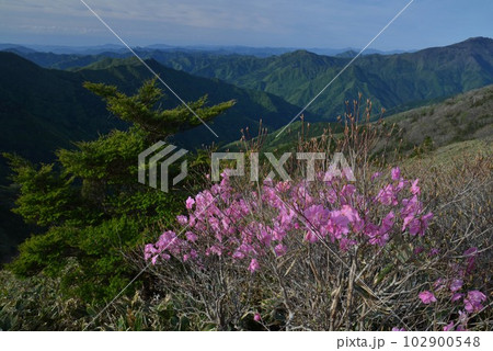 UFOラインのアケボノツツジと山並（高知県いの町瓶ヶ森林道） 102900548