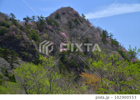 自念子ノ頭とアケボノツツジ(高知県いの町) 自念子ノ頭とアケボノツツジ(高知県いの町) 102900553