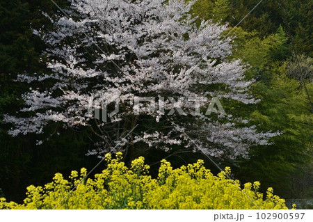 桜と菜の花（香川県綾川町）（ヨコ） 102900597