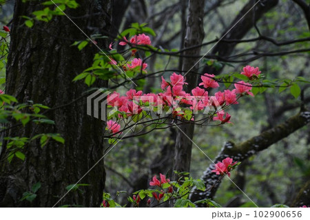 オンツツジ5(徳島県三好市池田町) オンツツジ5(徳島県三好市池田町) 102900656