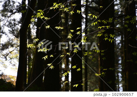 新緑1(徳島県三好市池田町) 新緑1(徳島県三好市池田町) 102900657