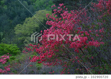 黒沢湿原のオンツツジ2(徳島県三好市池田町漆川) 黒沢湿原のオンツツジ2(徳島県三好市池田町漆川) 102900720