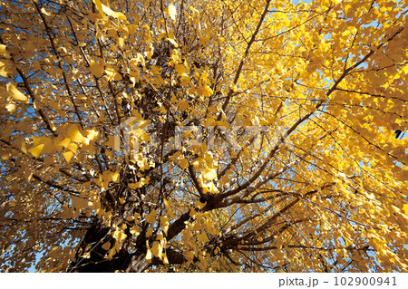 浄土宗宝林山運昌院 泉澤寺 浄土宗宝林山運昌院 泉澤寺 102900941