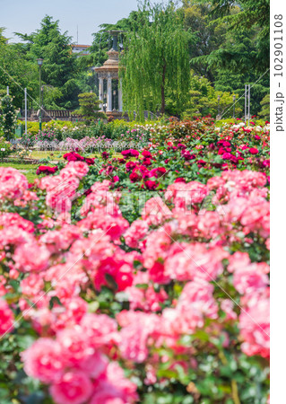 鶴舞公園、満開のバラ〈愛知県名古屋市〉 鶴舞公園、満開のバラ〈愛知県名古屋市〉 102901108