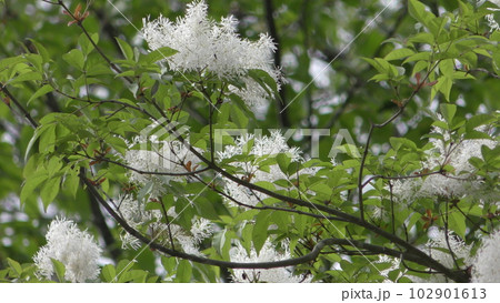 ナンジャモンジャ 102901613