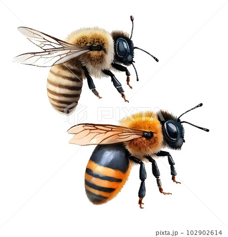 Colorful bee watercolor in beautiful style. Hand drawn vector illustration. Garden nature. Vector collection. 102902614