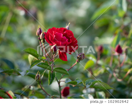 新田さくら公園の花壇 新田さくら公園の花壇 102902642