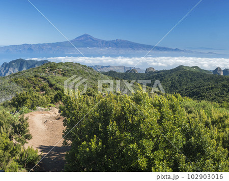 View on Tenerife island and Pico del Teide over forest and hills of Garajonay National Park seen from peak of Alto de at Garajonay mountain. White clouds and blue sky above. La Gomera, Canary Islands. View on Tenerife island and Pico del Teide over forest and hills of Garajonay National Park seen from peak of Alto de at Garajonay mountain. White clouds and blue sky above. La Gomera, Canary Islands. 102903016