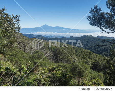 View on Tenerife island and Pico del Teide over forest and hills of Garajonay National Park seen from peak of Alto de at Garajonay mountain. White clouds and blue sky above. La Gomera, Canary Islands. 102903057