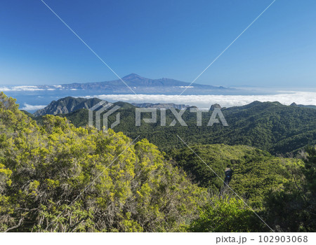 View on Tenerife island and Pico del Teide over forest and hills of Garajonay National Park seen from peak of Alto de at Garajonay mountain. White clouds and blue sky above. La Gomera, Canary Islands. 102903068