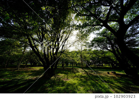 和光樹林公園 和光樹林公園 102903923