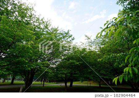 大泉中央公園 大泉中央公園 102904464