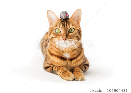 Red domestic cat plays with a toy mouse 102904481