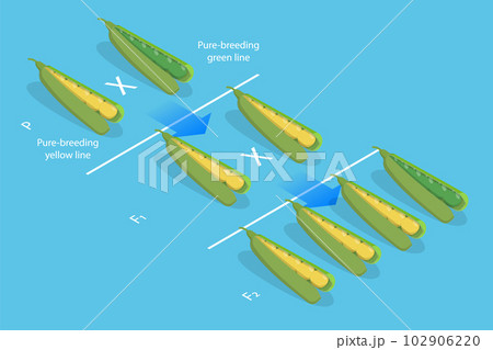 3D Isometric Flat Vector Conceptual Illustration of Mendelian Inheritance 3D Isometric Flat Vector Conceptual Illustration of Mendelian Inheritance 102906220