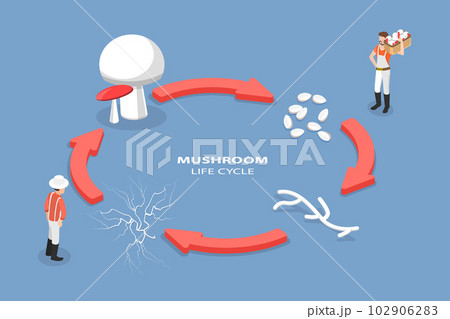 3D Isometric Flat Vector Conceptual Illustration of Mushroom Life Cycle 102906283
