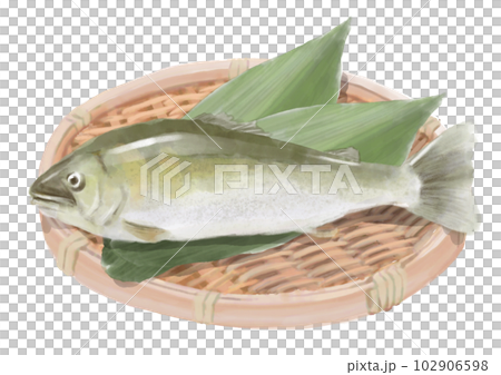Hand drawn sweetfish 01_3 102906598