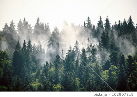 Misty mountain landscape 102907219