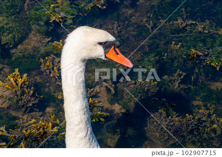 The head of a swan bird on a white neck. Portrait of a bird. White swan 102907715