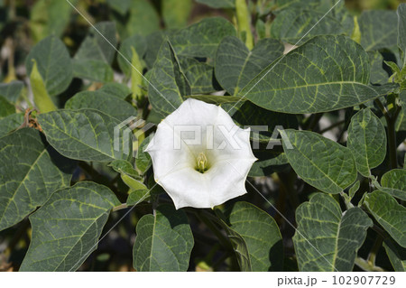 Thorn apple Inka Thorn apple Inka 102907729