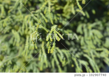 Hinoki cypress Brigitte 102907740