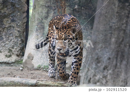 大型のネコ科動物 ジャガー 大型のネコ科動物 ジャガー 102911520