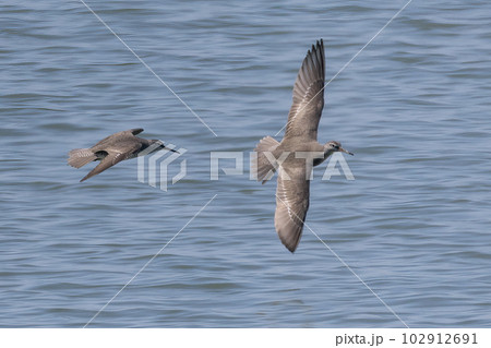 飛翔するキアシシギ 102912691