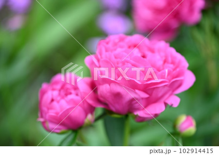 家の庭に咲いたシャクヤクの花 102914415