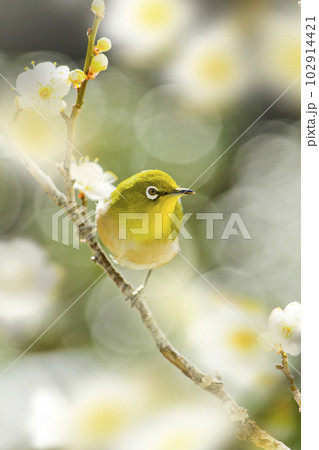 白梅にメジロ　都内の公園にて 102914421