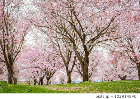 北海道　津別町の双子の桜 102914940