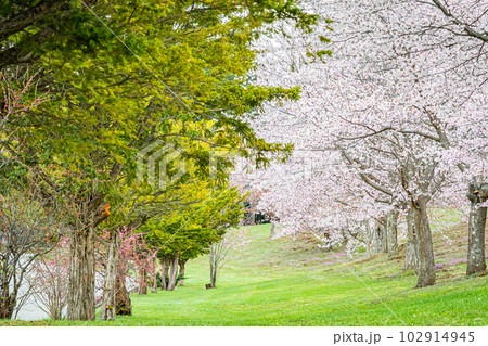 北海道　津別町の双子の桜 102914945
