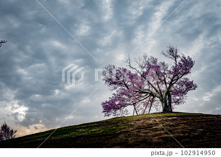 北海道 津別町の双子の桜 北海道 津別町の双子の桜 102914950